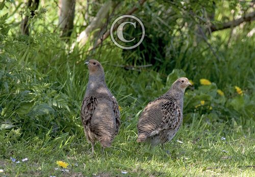Pair Grey Partridge DMO520